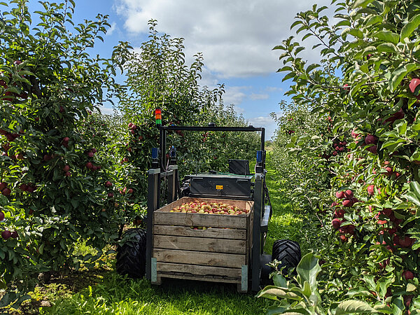 Robot de récolte AurOra avec une caisse de pommes pleine